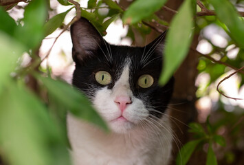 Cute domestic house cat hiding in green bush