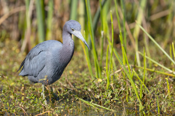 A little blue heron (Egretta caerulea), a type of wading bird, walks through a green marsh in Sarasota County, Florida