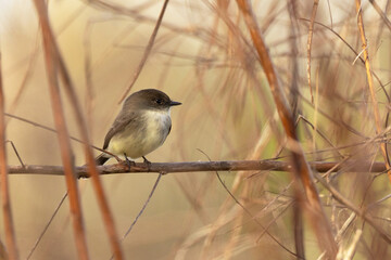 Eastern phoebe (Sayornis phoebe), a small bird, perches on bare twigs in Sarasota County, Florida
