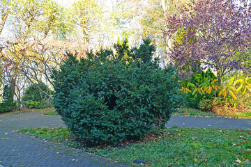 Yew berry (Taxus baccata L.). Autumn Park