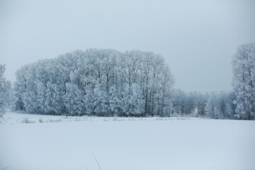 Winter snowy frosty landscape. The forest is covered with snow. Frost and fog in the park.