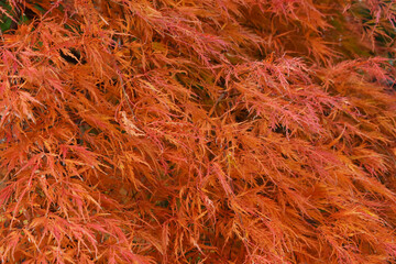 The beautiful orange colored autumn fluffy leaves along with the pleasant wind in Sapporo Japan