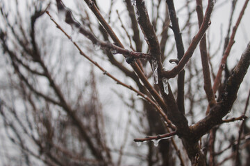 ice rain ice covered tree branches
