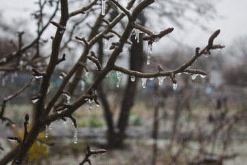 ice rain ice covered tree branches