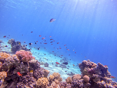 Underwater life of reef with corals, shoal of Lyretail anthias (Pseudanthias squamipinnis) and other kinds of tropical fish. Coral Reef at the Red Sea, Egypt.