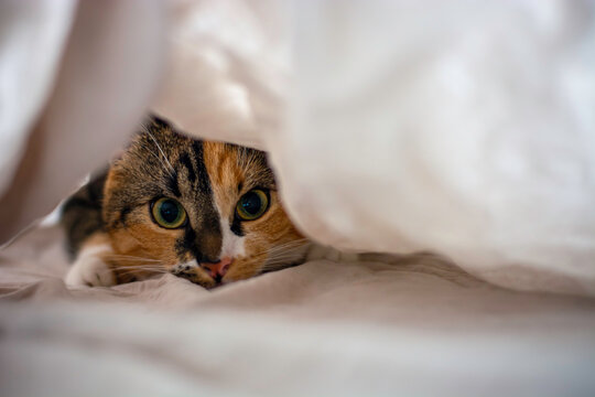 Cute playful cat hiding under the sheets and staring at the camera
