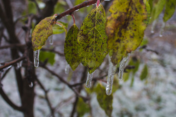 icy rain ice covered tree branches and green leaves consequences of bad weather