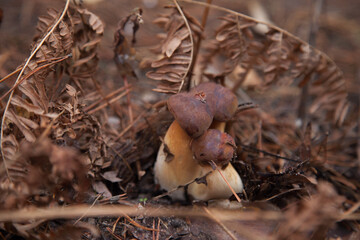 Close up view of several Imleria Badia or Boletus Badius commonly known as the Bay Bolete growing in pine tree forest..