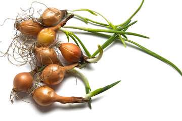 spoiled sprouted onion improper storage on a white background