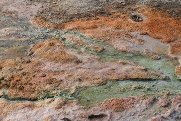 cyanobacterial pattern