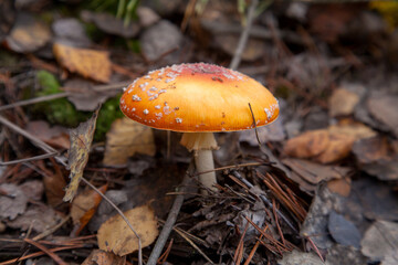 Amanita Muscaria, commonly known as the Fly Fgaric or fly amanita.