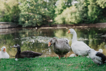 geese on the lake