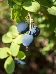ripe blueberries closeup