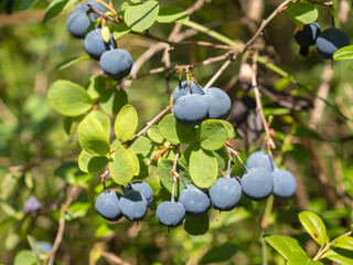 ripe blueberries on the branches