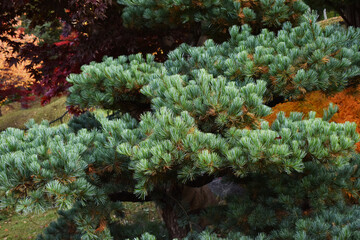 The close-up details of the beautiful light green pine tree leaves in Sapporo Japan