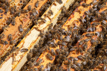 Open hive showing the bees swarming on a honeycomb..