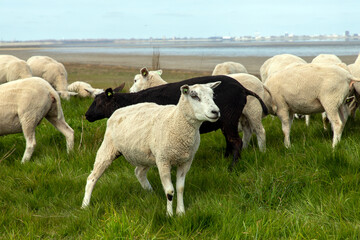 Fototapeta na wymiar Dutch polder landscape with grazing and lying sheep on a green grass dyke