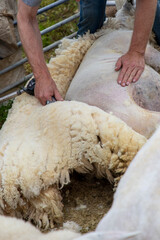 a Farmer shearing a sheep in the corral