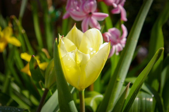 Yellow tulip flower with rain drops.