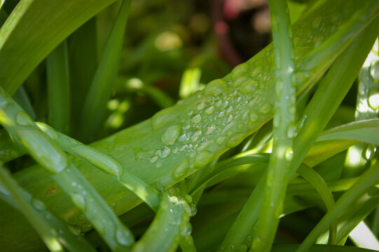 Close-up of dew on the grass.