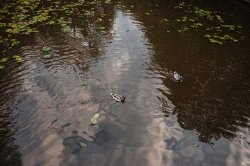 spider on the water
