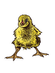 Vector yellow chick isolated on white, color illustration. International egg day graphical element