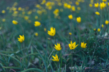Fototapeta premium Green field with yellow wild tulips, close-up photo. Spring landscape.
