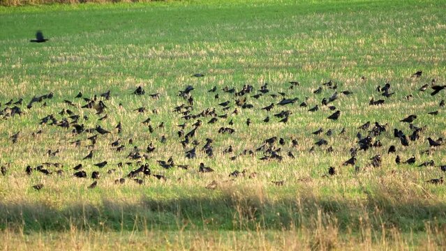 a grass meadow full of cantankerous rooks (Corvus frugilegus) and squabbling jackdaws (Corvus monedula)  