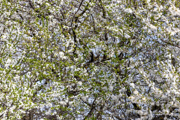 background texture of plum tree branches in full bloom. White paradise in springtime