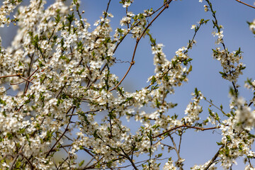 plum tree flowers blossom in orchard