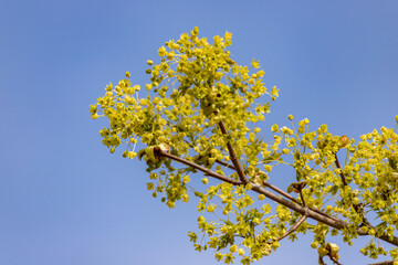 Norway maple Acer platanoides in blossom with blue sky in background. Close up