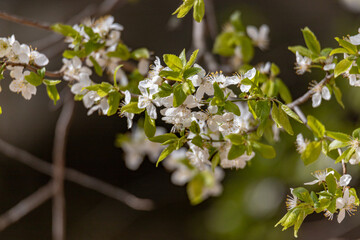 plum tree flowers blossom in orchard