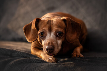 portrait of a dachshund mix
