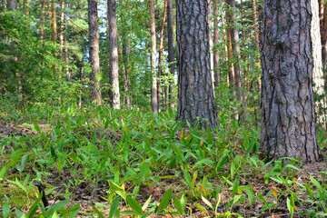 lawn with green leaves of wild lily and tree trunks in the forest