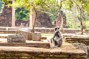 Obraz premium Monkey in Anuradhapura