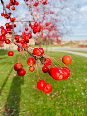 red currant berries