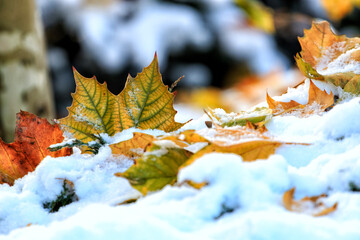 Autumn leaf covered with snow