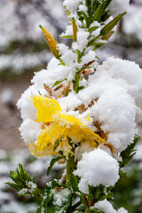yellow tender flowers under white snow