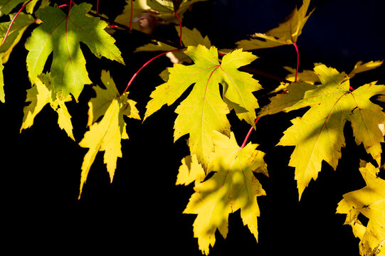 Yellow sugar maple leaves in natural environment isolated on a black background