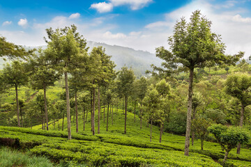 Tea plantations in Sri Lanka