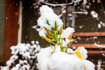 yellow tender flowers under white snow