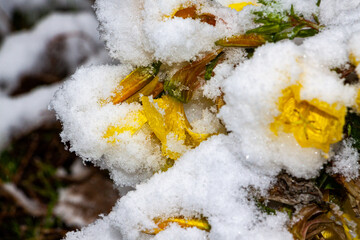 yellow tender flowers under white snow