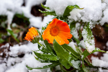 yellow-orange delicate calendula flowers are covered with white snow