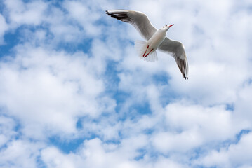 Seagull