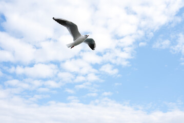 Seagull