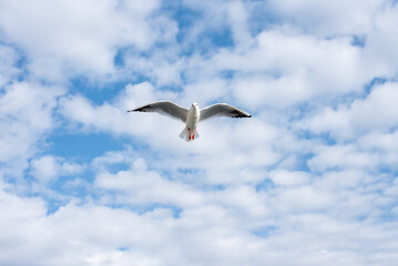 Seagull