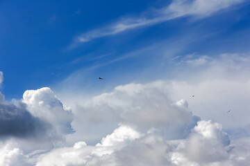 A bald eagle or Haliaeetus leucocephalus soars through a blue sky through clouds in the Kilim Geoforest national park, Malaysia