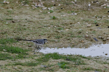 Bergeronette grise - Motacilla alba -Passeriformes 
