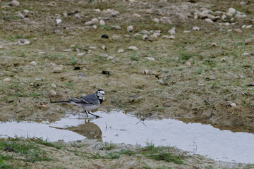 Bergeronette grise - Motacilla alba -Passeriformes 
