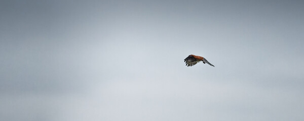 Faucon crécerelle - rapace - Falconidae